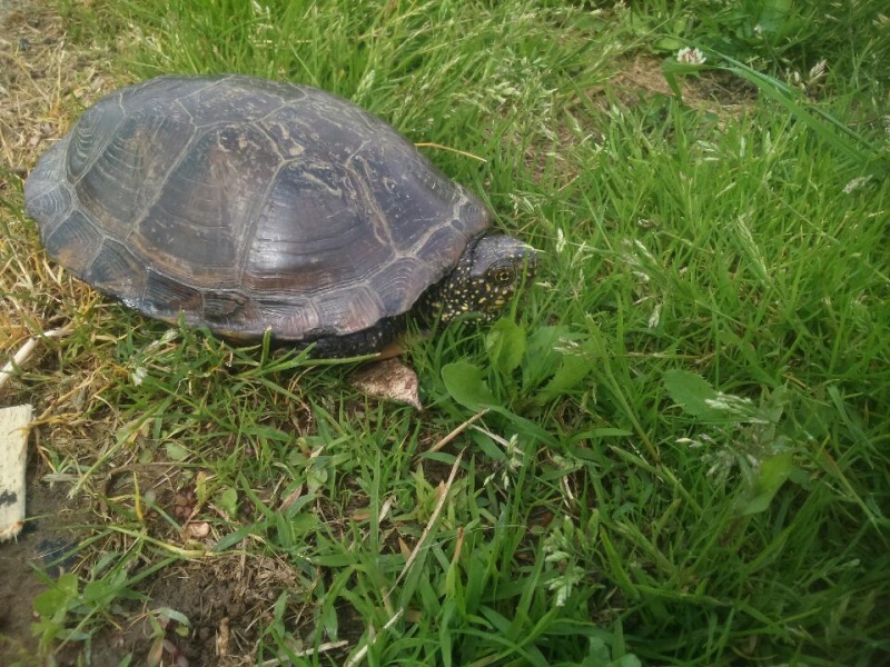 identification tortue trouvée Dsc_0019