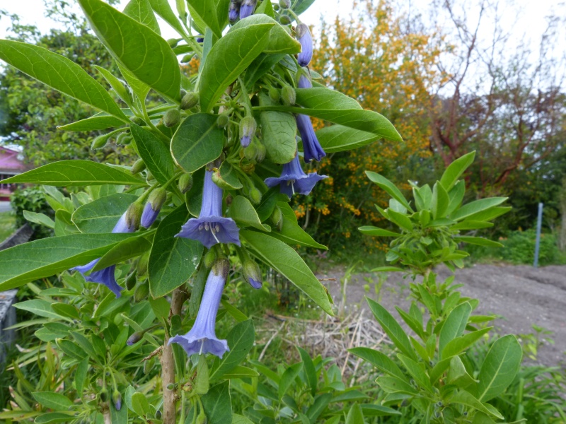 Iochroma australe (= Acnistus australis) - Page 2 Acnist13