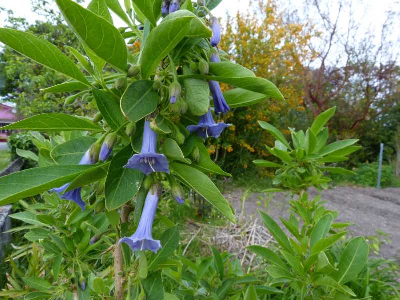 acnistus - Iochroma australe (= Acnistus australis) - Page 2 Acnist13