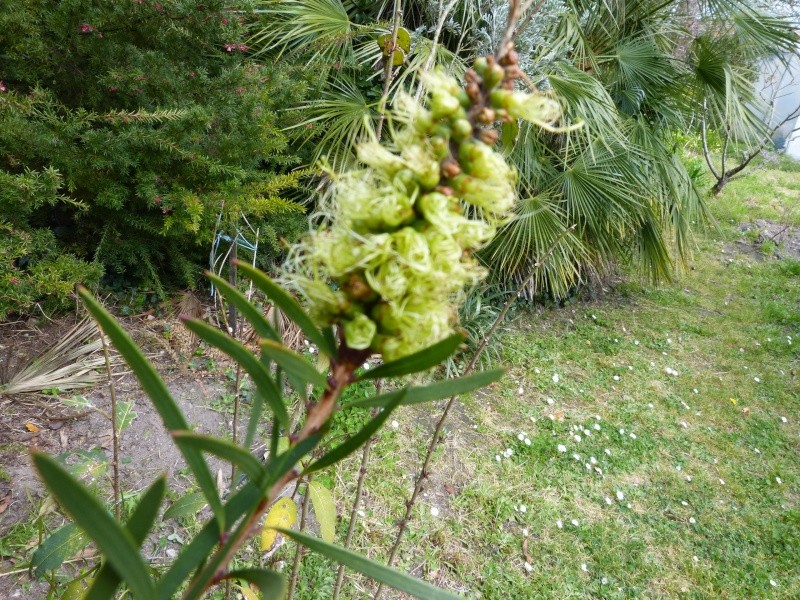 Callistemon et Melaleuca - une collection Callis13