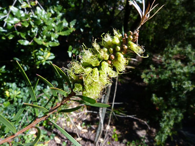 callistemon - Callistemon et Melaleuca - une collection Callis14