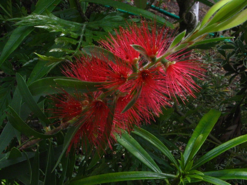 Callistemon et Melaleuca - une collection Callis17