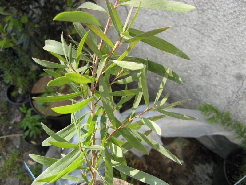 callistemon - Callistemon et Melaleuca - une collection Callis18