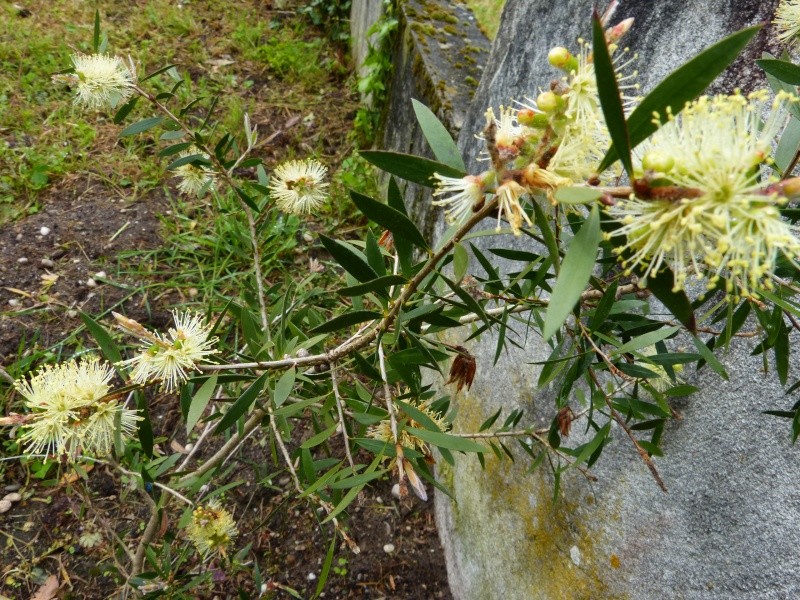 Callistemon et Melaleuca - une collection Callis19