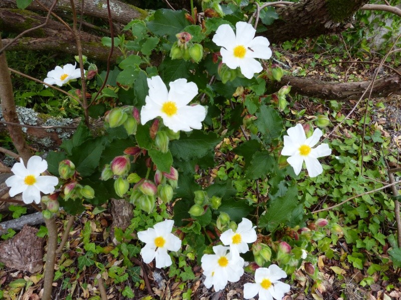 joli mois de mai, le jardin fait à son gré - Page 2 Cistus19