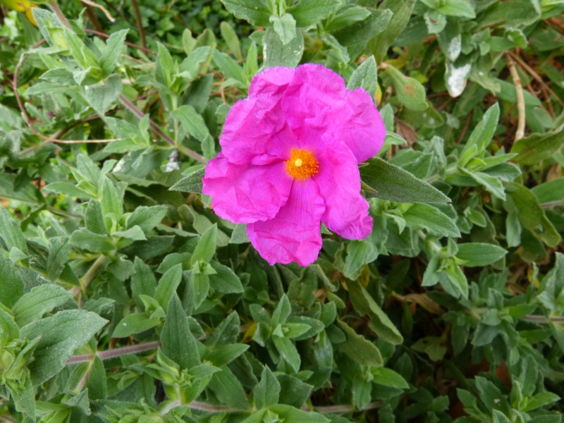 joli mois de mai, le jardin fait à son gré - Page 5 Cistus21