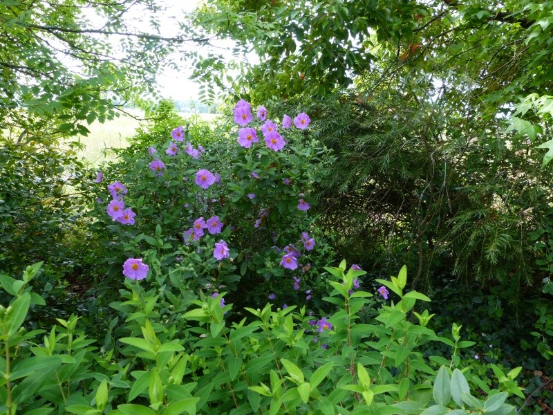 cadeaux du jardin, juin juin Cistus22