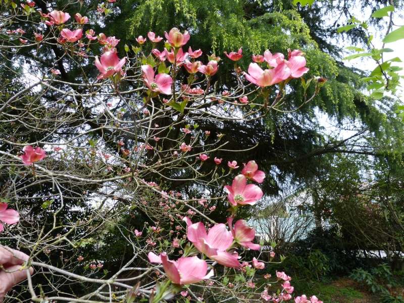 avril, jardin fébrile - Page 4 Cornus10