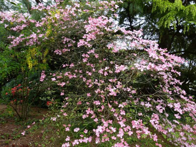 avril, jardin fébrile - Page 6 Cornus14