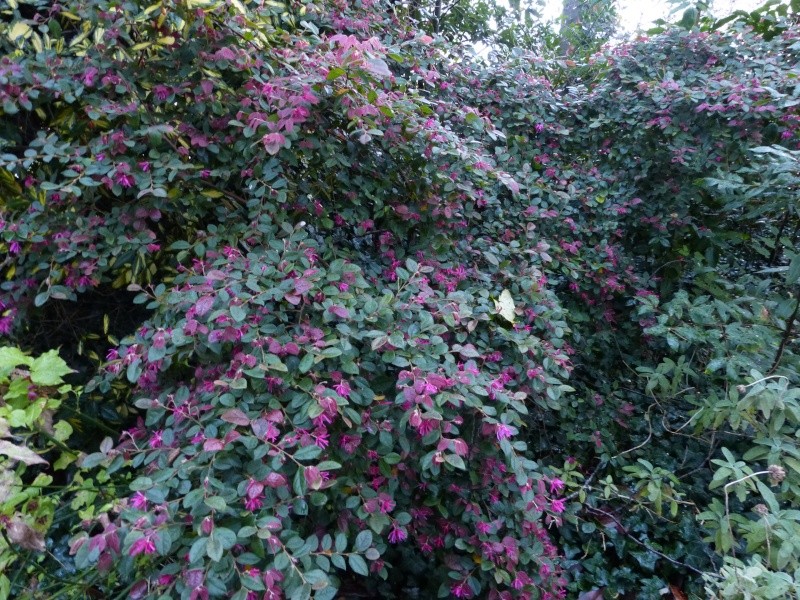 Loropetalum chinense Lorope12