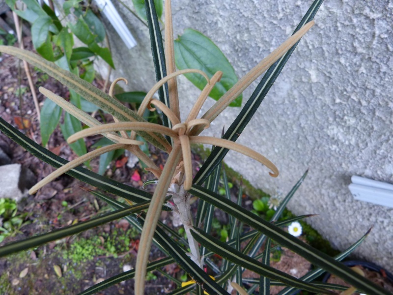 Luzuriaga radicans, Callistemon pinifolius, Olearia lacunosa, Photinia 'Red Start'   [devinette] Oleari10