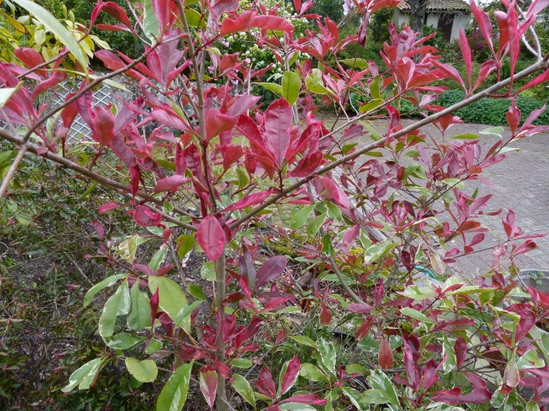 Photinia - le genre Photin10