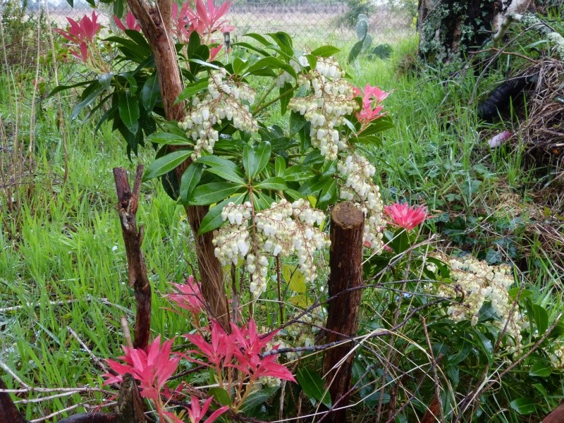 avril, jardin fébrile Pieris10