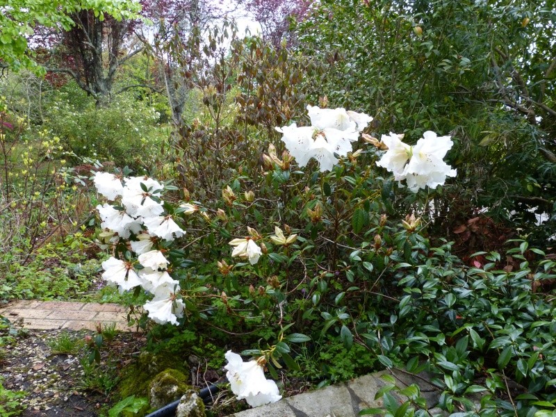 avril, jardin fébrile - Page 6 Rhodod35