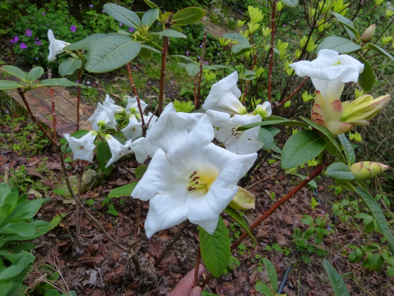 joli mois de mai, le jardin fait à son gré - Page 3 Rhodod59