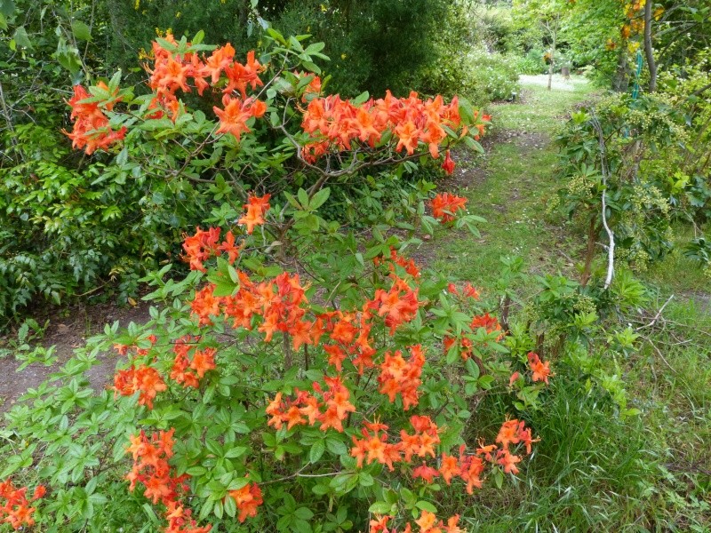 joli mois de mai, le jardin fait à son gré - Page 3 Rhodod66