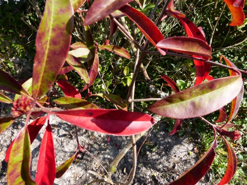 Luzuriaga radicans, Callistemon pinifolius, Olearia lacunosa, Photinia 'Red Start'   [devinette] Stranv10