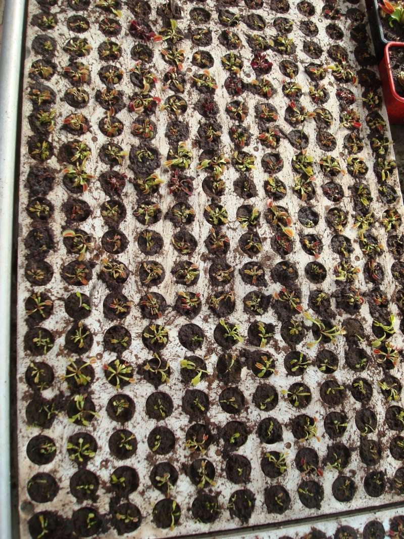 Suivi semis et germination Dionaea [Ted82] - Page 10 Dsc02135