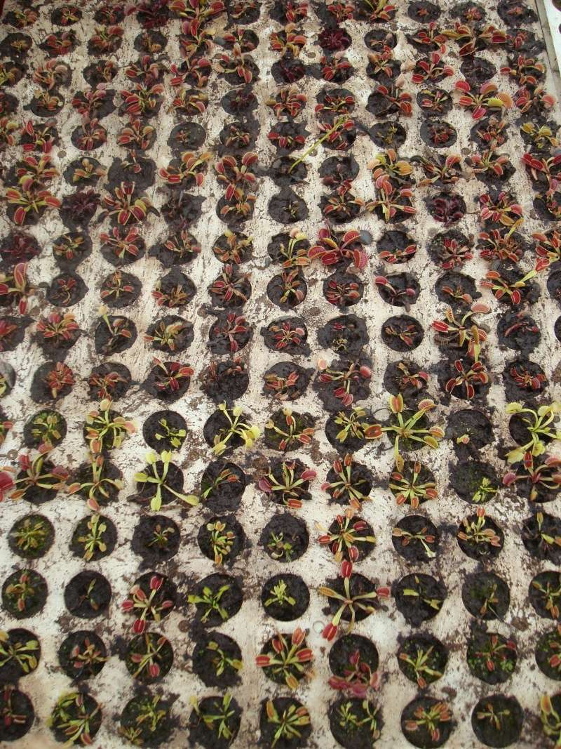 Suivi semis et germination Dionaea [Ted82] - Page 10 Dsc03111