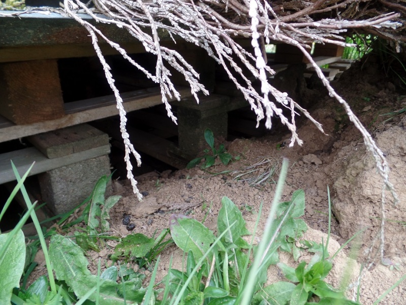 construction d'une garenne artificielle Sam_1611