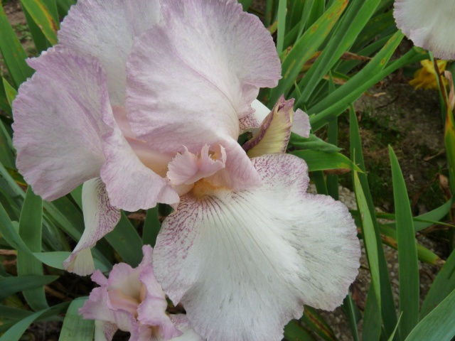 Floraisons 2016 de nos grands iris barbus et Bilan - Page 5 Loyc1410
