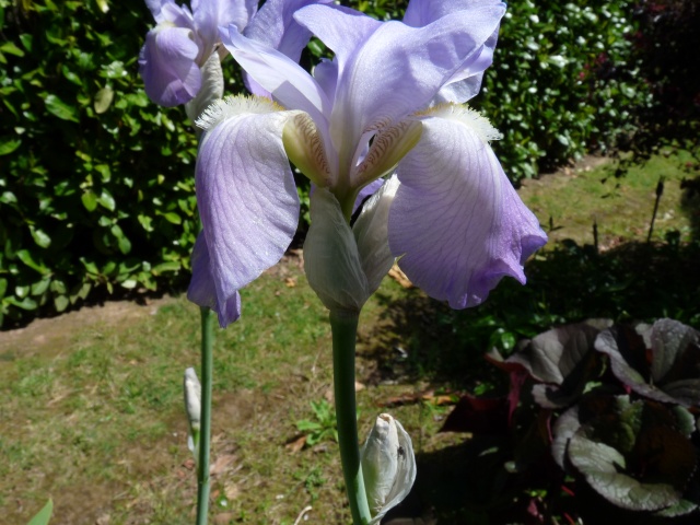 Floraisons 2016 de nos grands iris barbus et Bilan - Page 5 Loyc3_10