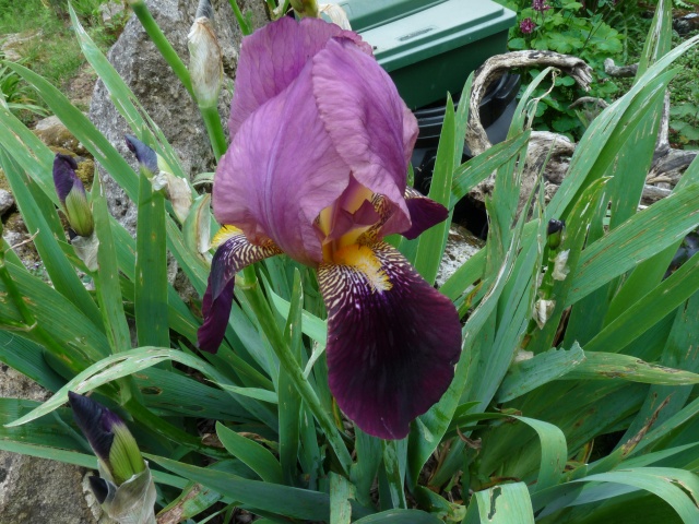 Floraisons 2016 de nos grands iris barbus et Bilan - Page 5 Loyc7_10
