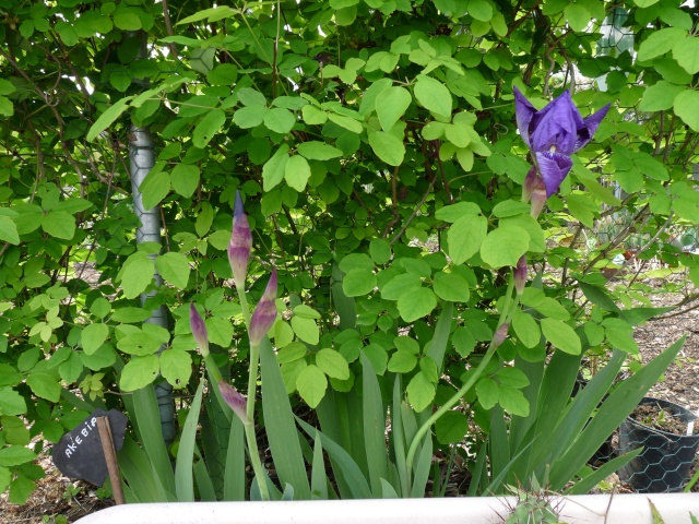 Iris germanica - Cormillonne [identification] P1020613