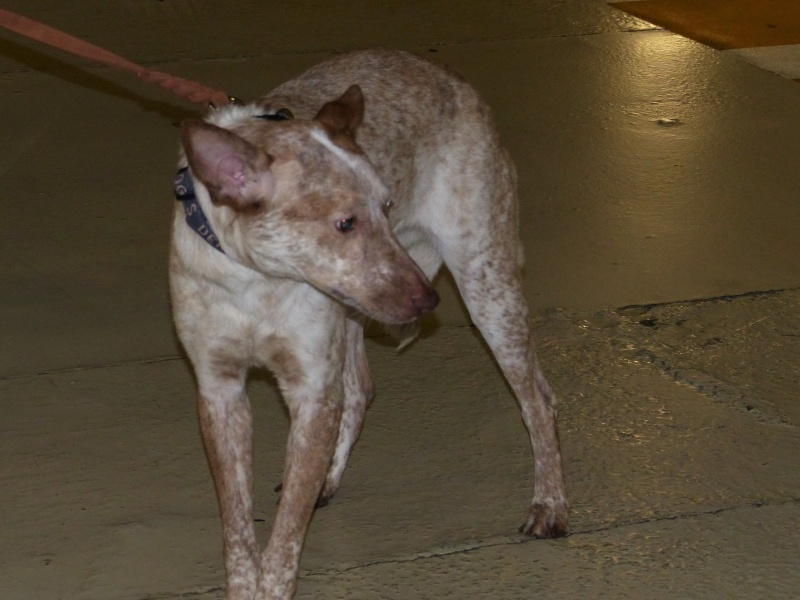 Aida, petite chienne née en mai 2015, taille moyenne P1190213