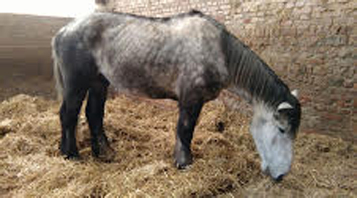 ATHOS - Trait Percheron né en 2010 - adopté en novembre 2019 par Lina Athos_12