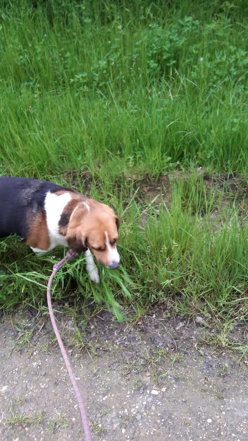 FILOU beagle  20160532