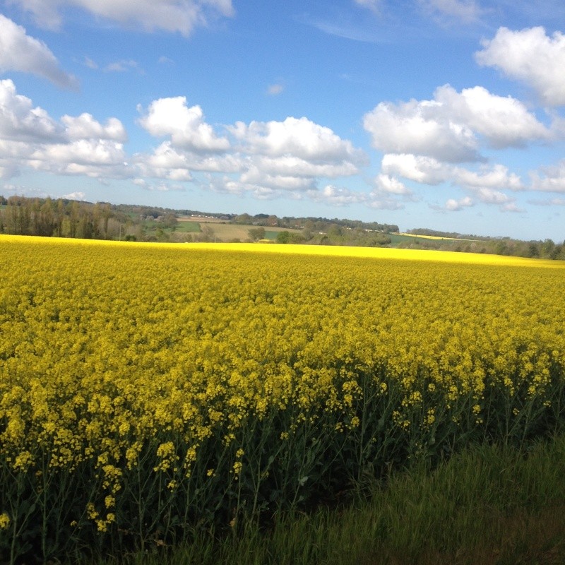 que du jaune 58510