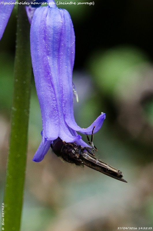 Semaine en Bretagne Hyacin11