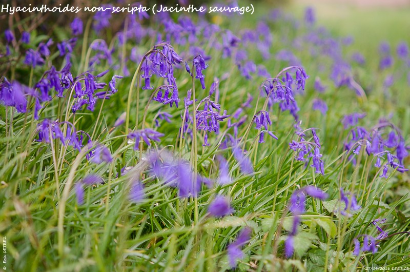 Semaine en Bretagne Hyacin13
