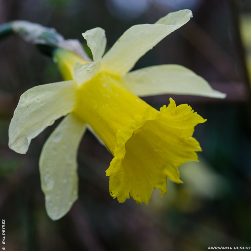 Variations en jaune Narcis12