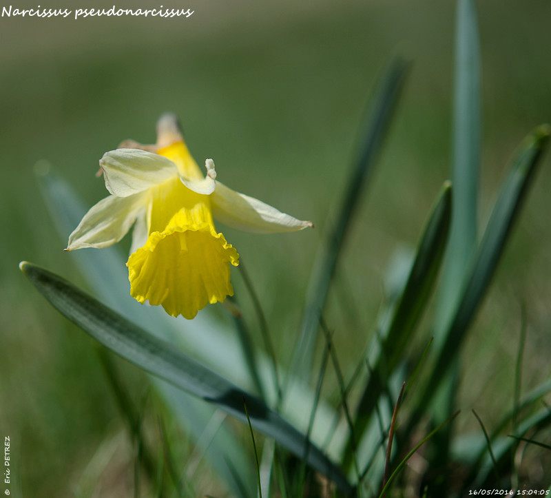 La prairie d'Herbouilly (38) Narcis14