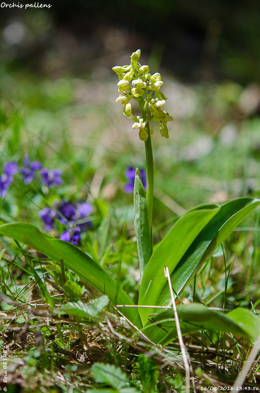 La prairie d'Herbouilly (38) Orchis20