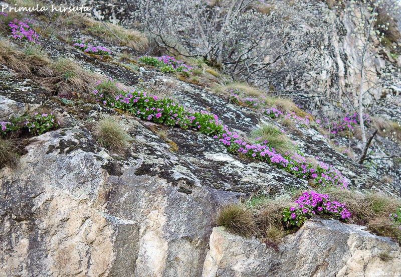 Un petit tour en Oisans (38) le 20 avril Primev23