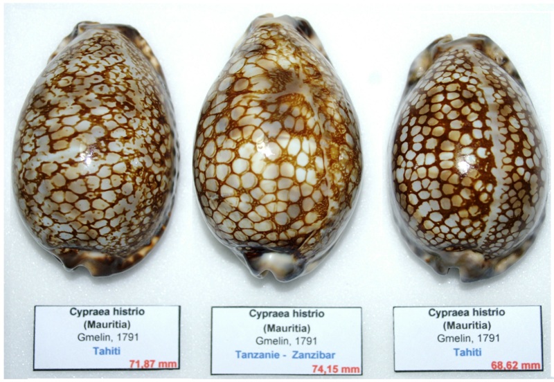 1 Cypraea_non_décrite (?), 2_Cypraea_histrio, 3_Mauritia_maculifera_scindata V1_des10