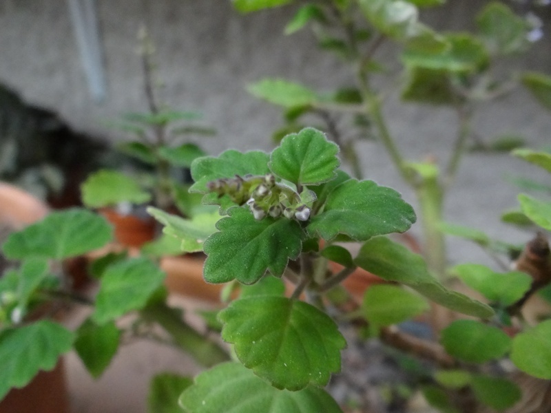 Plectranthus ernstii Dsc08117