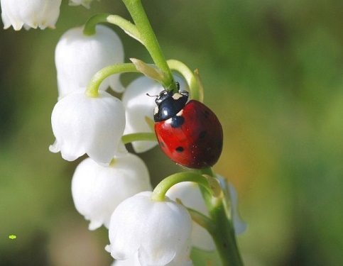 Plus de pots mais le  jardin de Claude et ses habitants.. - Page 10 Muguet17