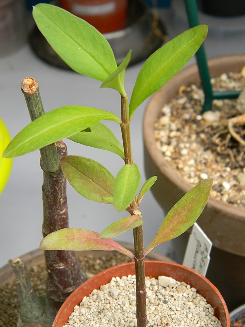 Ceropegia crassifolia. Asc10