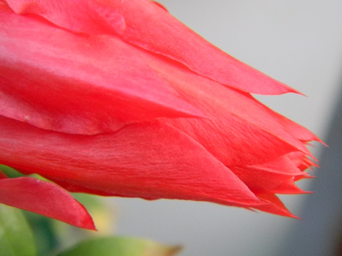 Epiphyllum - floraisons - Page 2 Or10