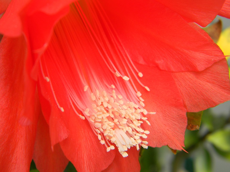 Epiphyllum - floraisons - Page 2 Or210