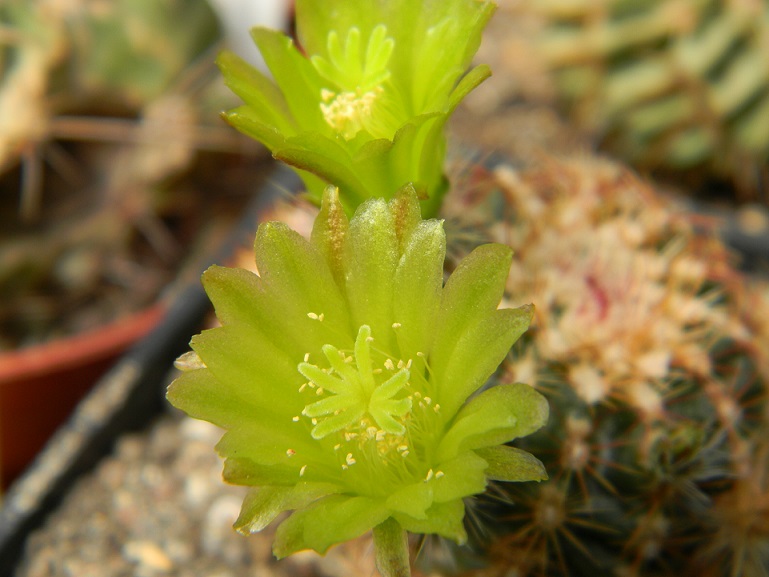 Cactus - floraisons 2016 Ve112