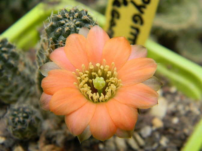 Cactus - floraisons 2016 Ves612