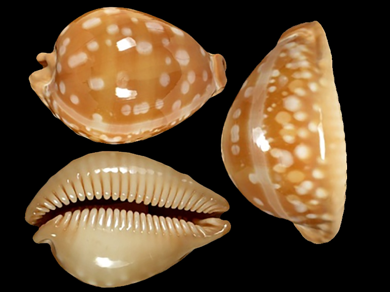 Callistocypraea leucodon angioyna - Raybaudi, 1978 Lyncin12