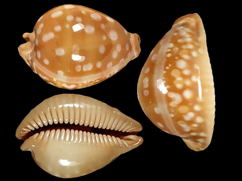 Callistocypraea leucodon angioyna Raybaudi, 1978 Lyncin12