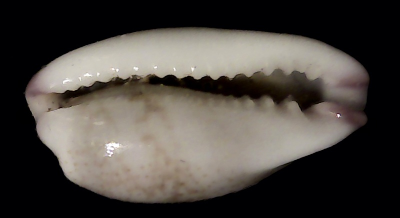Purpuradusta serrulifera (F. A. Schilder & M. Schilder, 1938) Minori11
