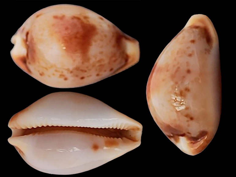 Nesiocypraea midwayensis M. Azuma & Kurohara, 1967 Nesioc12